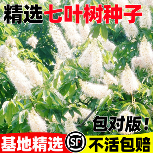 新采七叶树种子梭椤树梭椤子天师栗开心果七叶树种子林木种籽