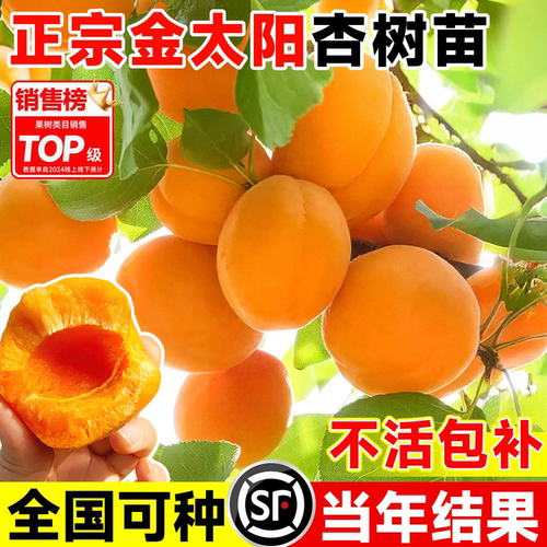 金太阳杏树果苗嫁接早熟杏子果
