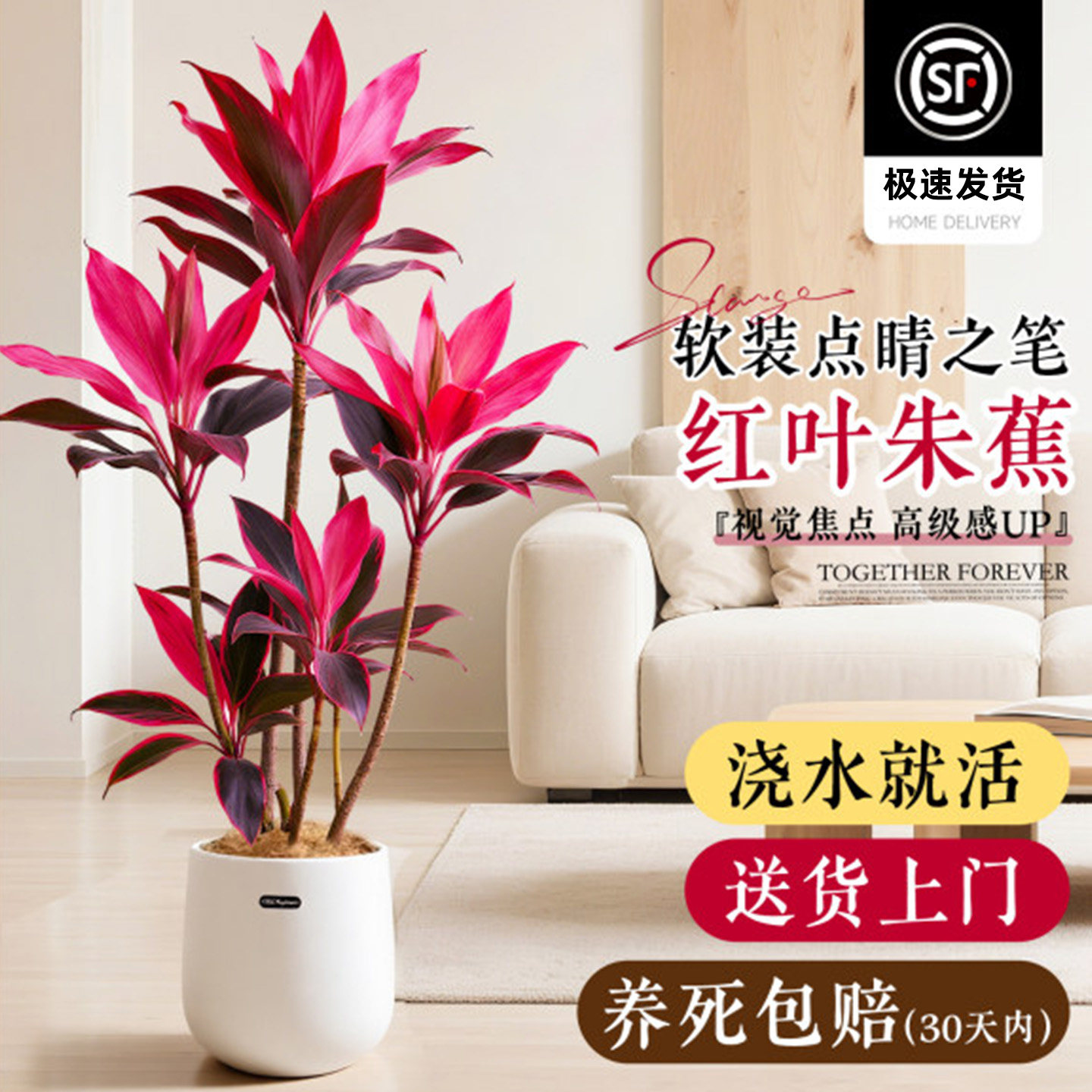 红叶朱蕉绿植高级感客厅室内好养