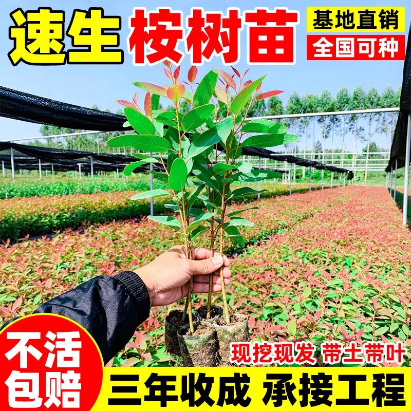 桉树苗广29尤加利树盆栽桉树苗室外四季常青园林绿化树苗基地直发