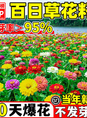 百日草花籽混色矮杆重瓣百日菊种