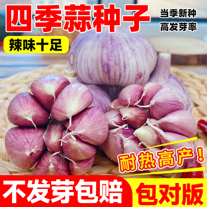 四季易活紫皮大蒜种子盆栽