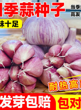 四季易活紫皮大蒜种子盆栽