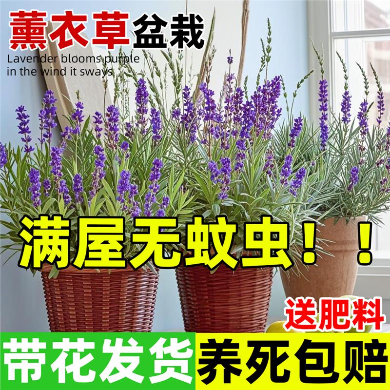 薰衣草盆栽带花驱蚊植物室外适合