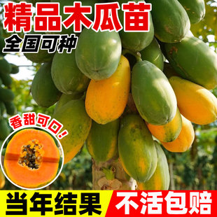 木瓜苗树南方矮化高产雷州冰糖红心大苗南方种植盆栽地栽当年结果