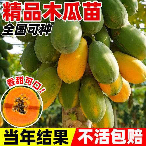 木瓜苗树南方矮化高产雷州冰糖红