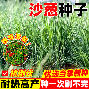 沙葱种子耐寒四季阳台小香葱盆栽种植易活野生蒙古韭沙漠沙葱种籽