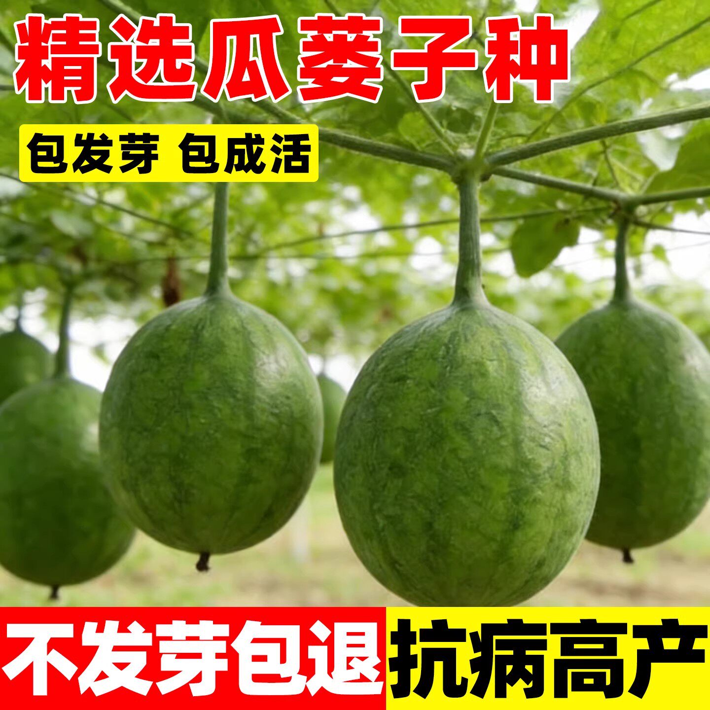 瓜蒌种子籽苗四季播种野生瓜蒌皮中药材种子食用干净无杂吊瓜栝楼