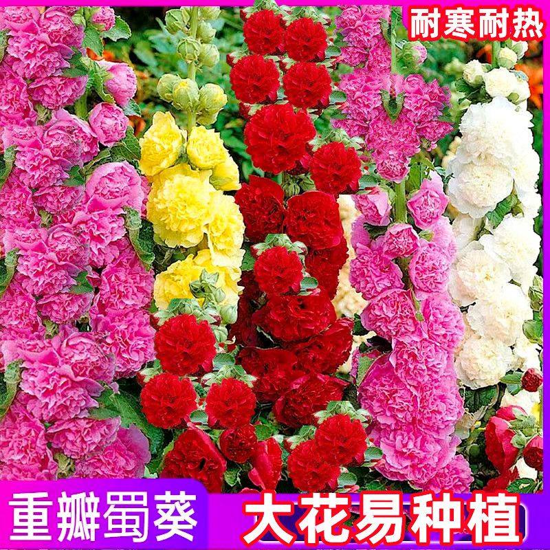 重瓣蜀葵花种室外庭院多年生混色一丈红种子四季开花易活花卉籽子