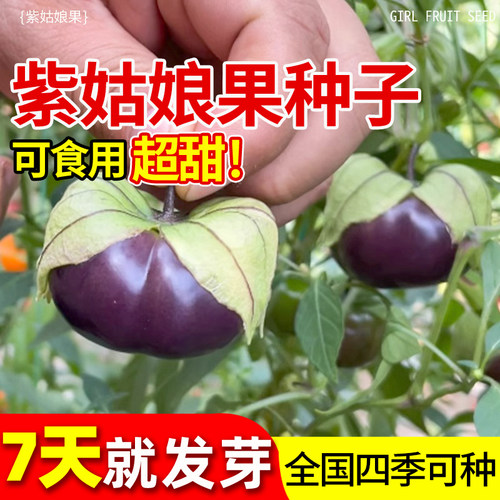 紫姑娘果种籽超甜特大果种子东北