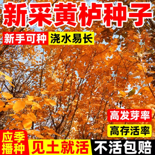 黄栌种籽四季播种易活多年生花烟树彩叶树种子庭院园林景观绿化苗