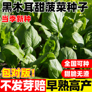 黑木耳甜菠菜种子耐热耐高温早熟高产庭院盆栽易种植趴地菠菜种籽