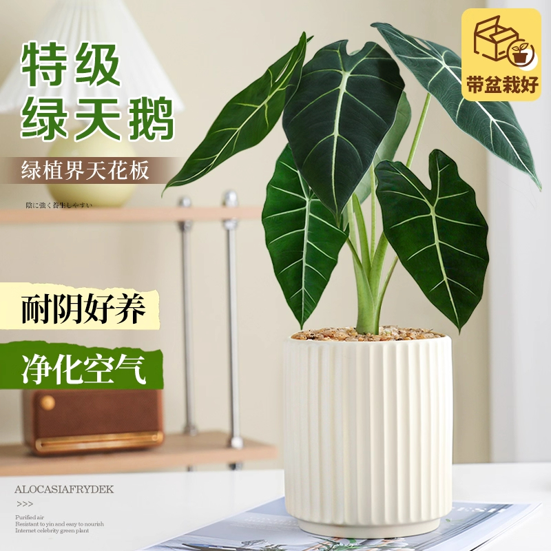 绿天鹅绒海芋盆栽白犀牛蕨类