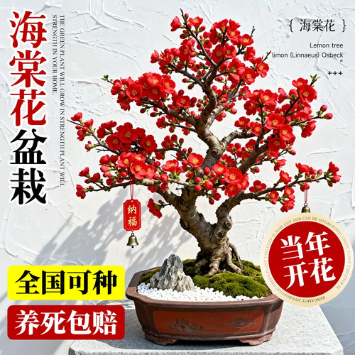 海棠花盆栽长寿冠树苗老桩盆景庭