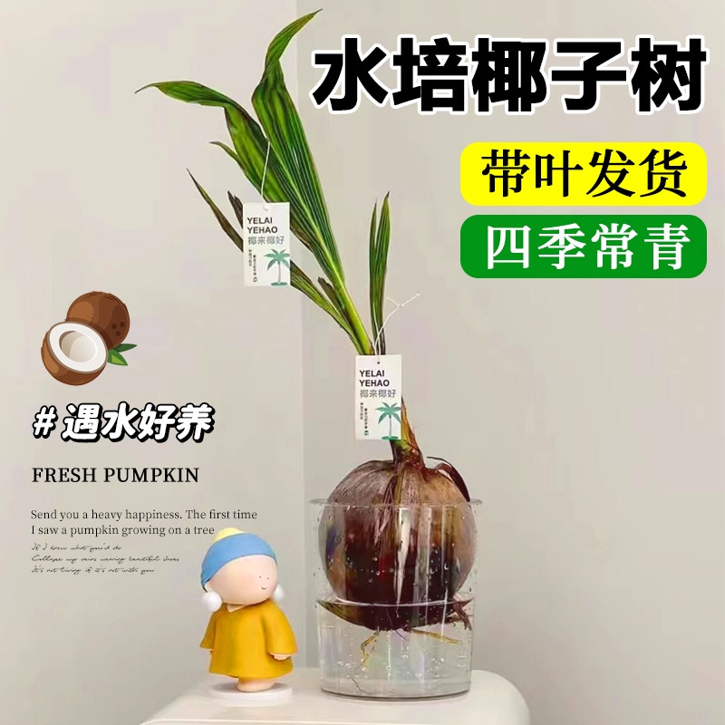 水培椰子水果树苗盆栽可食用绿植室内办公室客厅桌面绿植水养植物