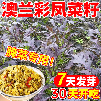 澳兰彩凤种子四季播种易活雪里蕻