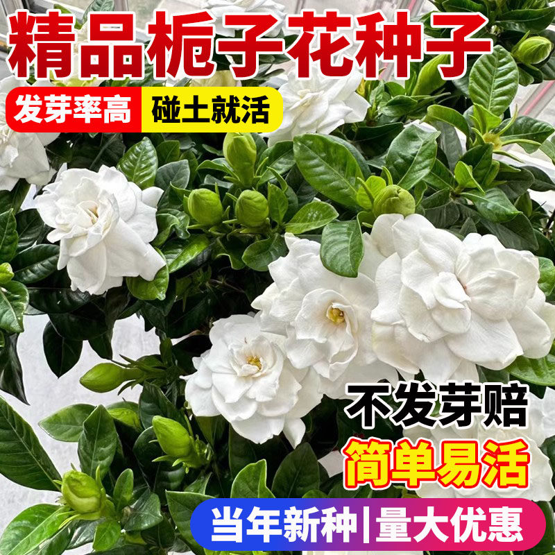 栀子花种易活盆栽四季播种开花植物室内室外花籽花种子籽花卉种孑