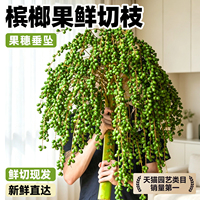 槟榔果鲜切枝条鲜切花一支基地直发室内水培绿植花束插花水果鲜花