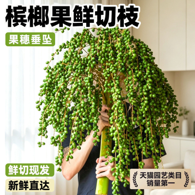 槟榔果鲜切枝条鲜切花一支基地直发室内水培绿植花束插花水果鲜花
