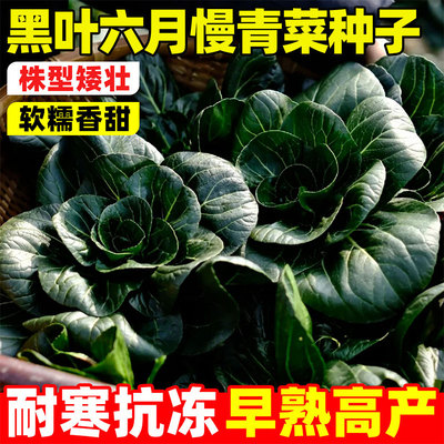 黑叶六月慢青菜种子矮脚黑大头苏