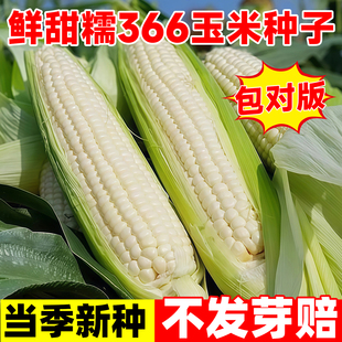 鲜甜糯366玉米种子甜加糯白玉米种籽国审早熟抗病高产糯玉米种孑