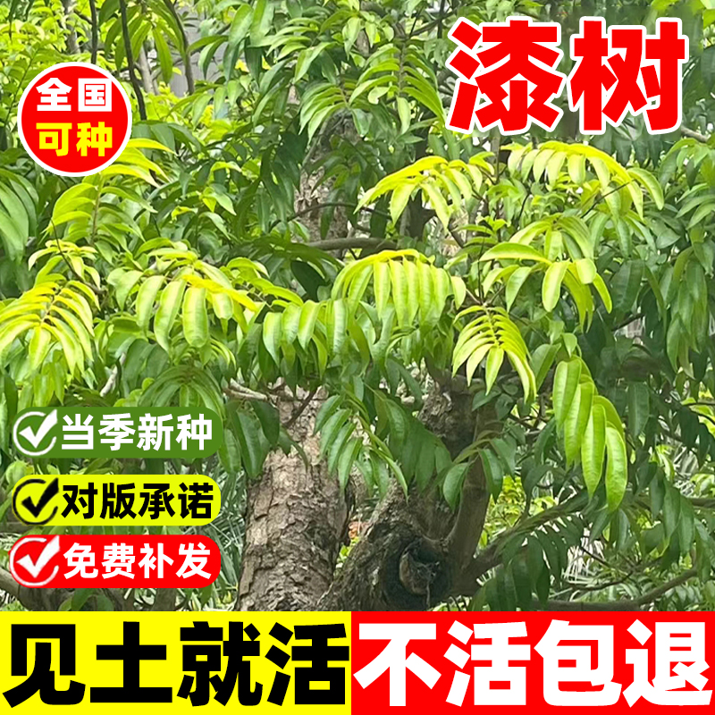 漆树种子四季易活庭院景观油漆树