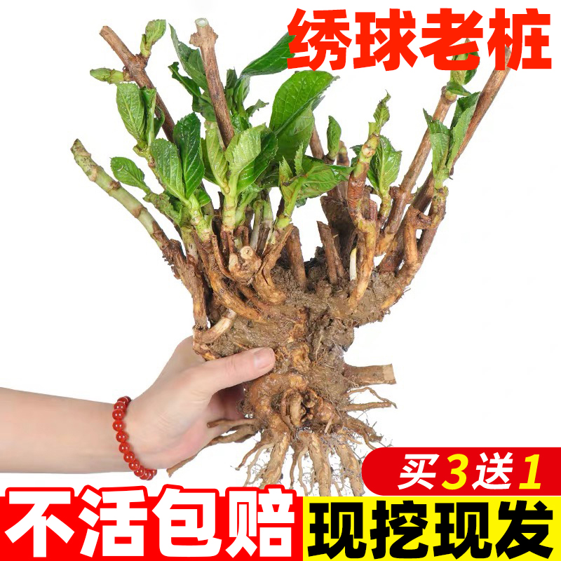 绣球花苗庭院耐寒树苗老桩大苗