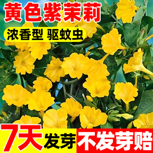 黄色紫茉莉花种子易种花卉夜来香种子四季开花不断地雷花粉豆花胭