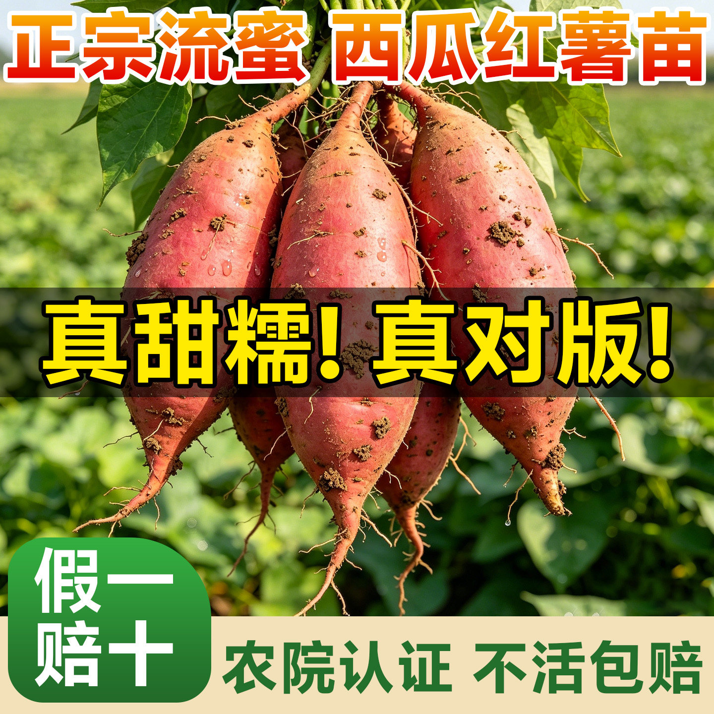 西瓜蜜薯秧苗批发正宗脱毒高产地图片