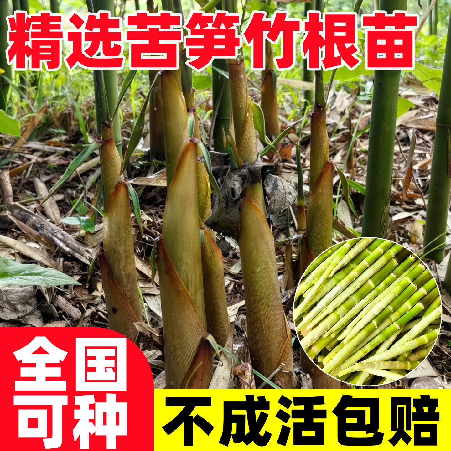 苦竹苗四季种植苦笋竹根苗马蹄笋方竹雷竹庭院竹耐寒耐旱竹子种苗