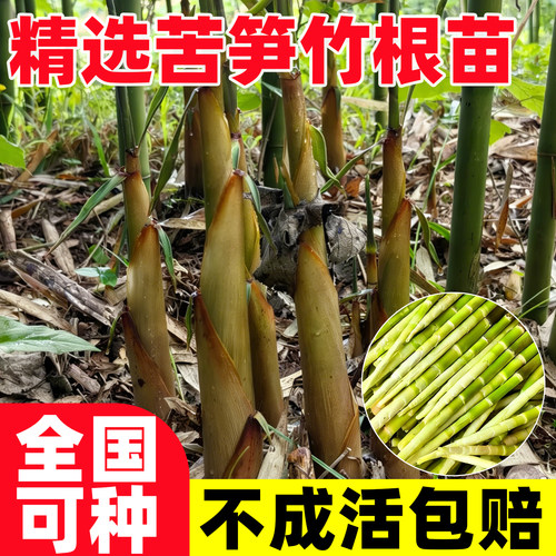 苦竹苗四季种植苦笋竹根苗马蹄笋