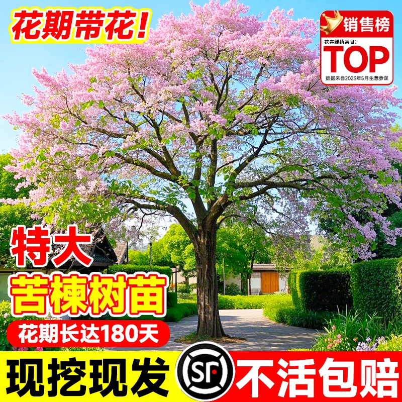 苦楝树苗楝枣树庭院绿化行道厂区风景树苗园林绿化紫花树哑巴树苗