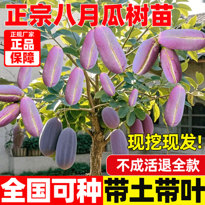正宗无籽八月瓜树苗爬藤瓜种多果