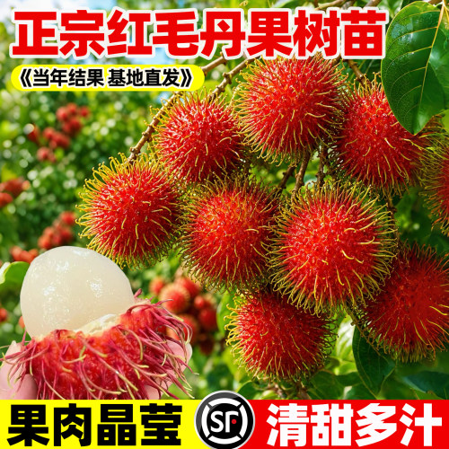 红毛丹树苗嫁接双季海南保亭七号
