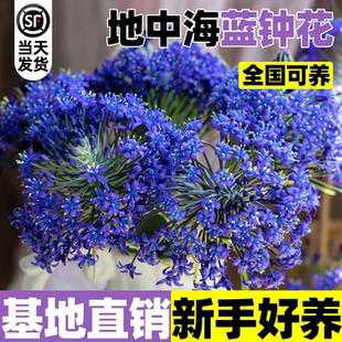 地中海蓝钟花苗盆栽蓝宝石阳台庭院耐热耐寒花卉多年生球根绿植物