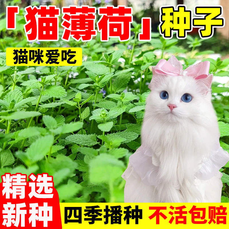 猫薄荷种子四季种植阳台盆栽易活图片