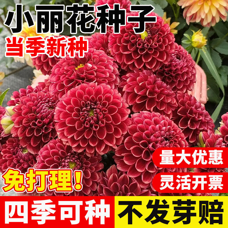 重瓣小丽花种子四季播种大丽花籽多年生庭院室内外阳台盆栽地瓜花