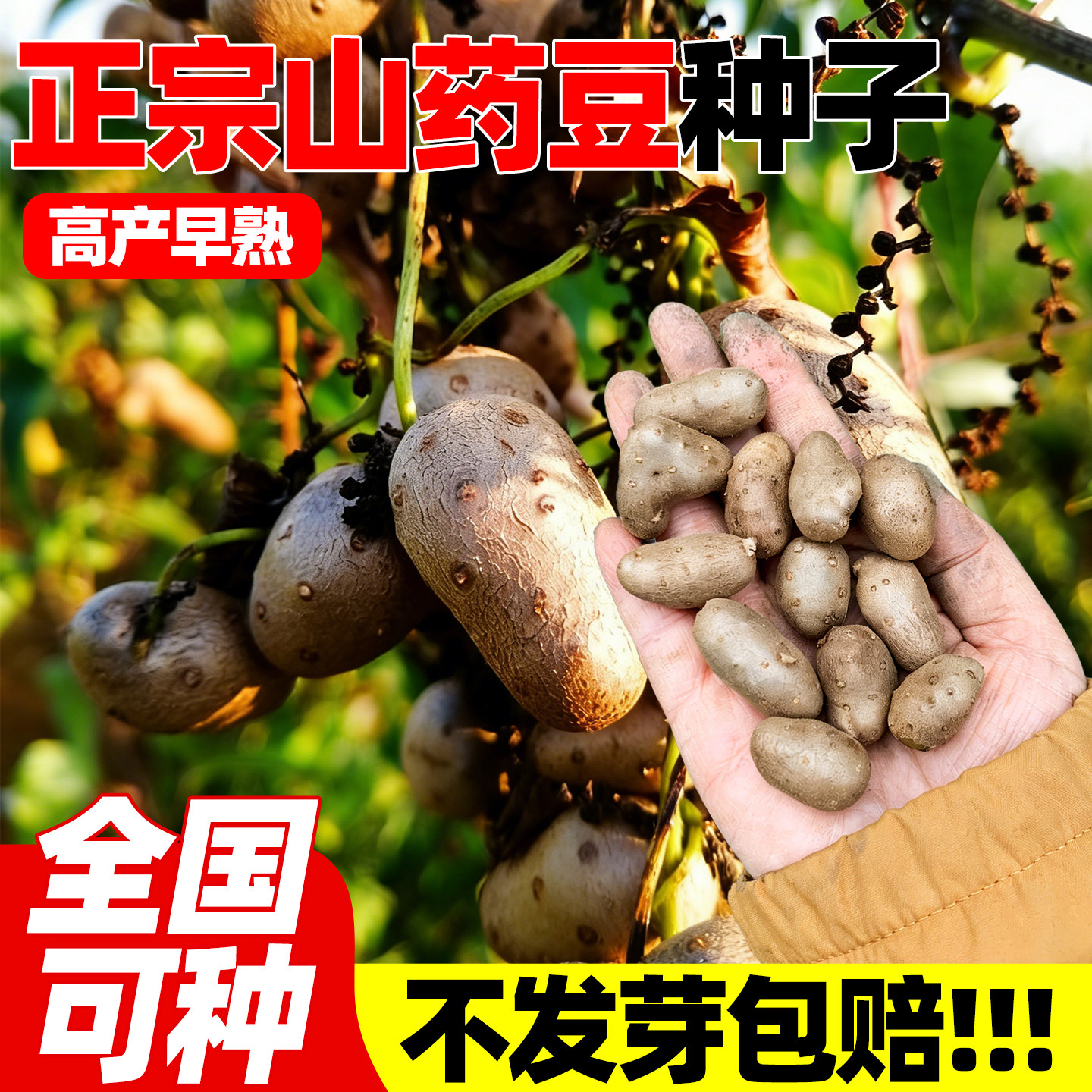 正宗铁棍山药种子山药豆淮山种子白色山药种子四季农家田园种植苗