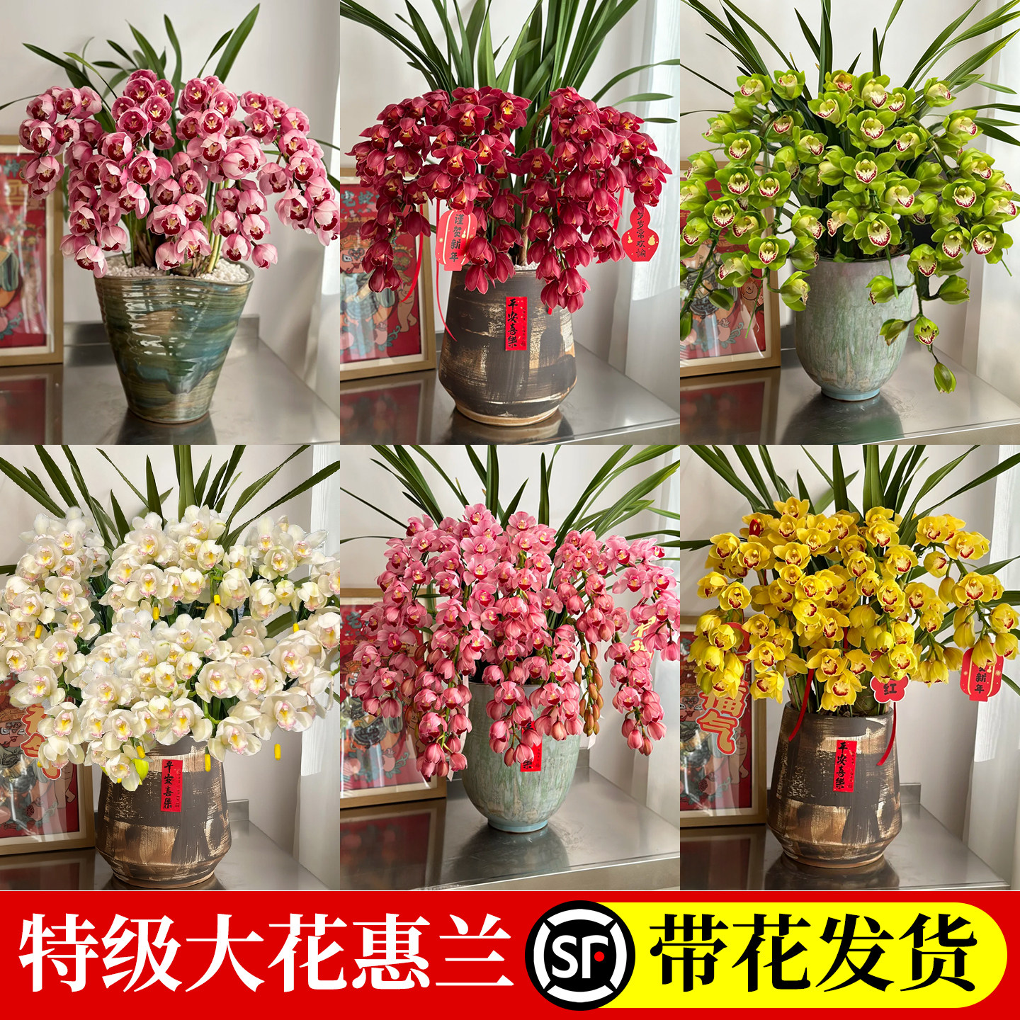 大花蕙兰兰花盆栽带花苞年宵花惠