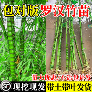 罗汉竹苗带土真树苗黄金竹罗汉竹子苗四季常青盆栽庭院造景观赏竹