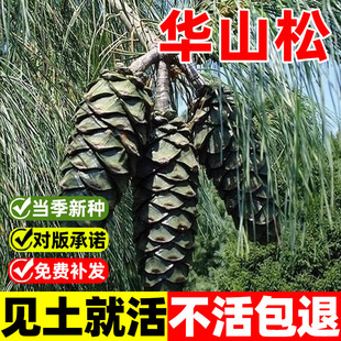 华山松种子四季长绿树种籽日本落叶松种子黄花松庭院景观绿化种苗