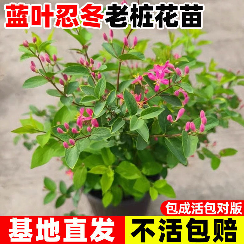 蓝叶忍冬盆栽玫瑰忍冬苗庭院阳台
