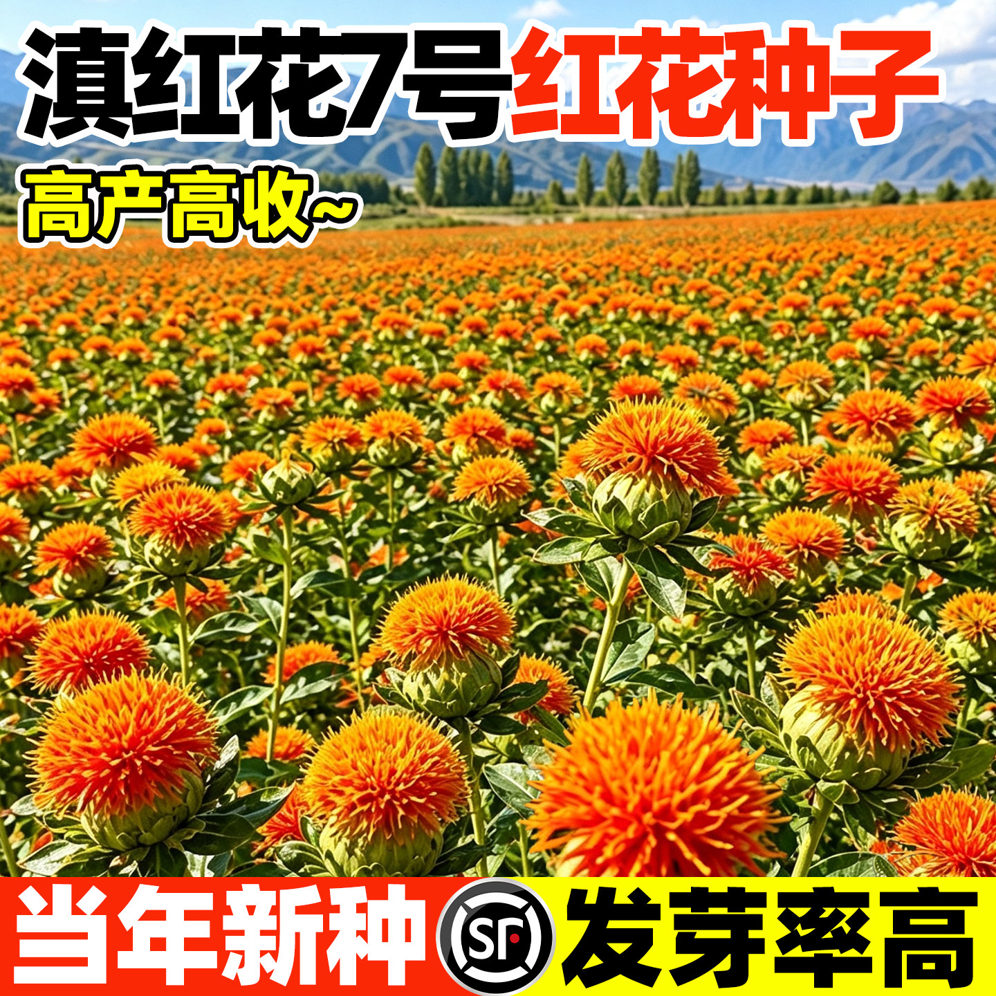 滇红花7号草红花种子药材种籽无
