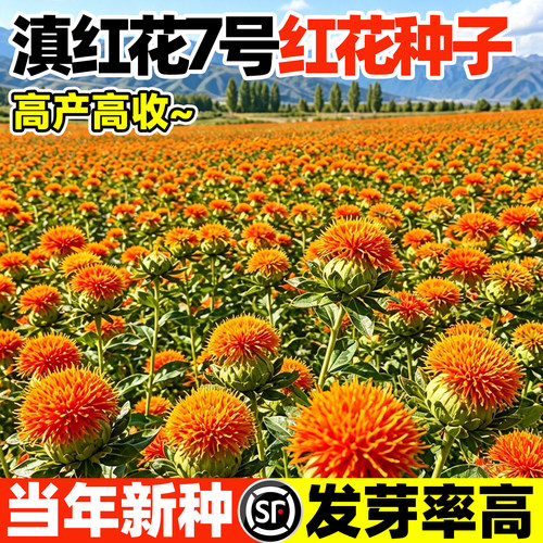 滇红花7号草红花种子药材种籽无