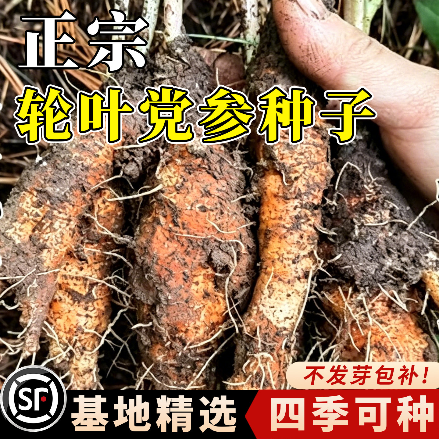 轮叶党参种籽东北沙参羊奶参四叶参山胡萝卜特色药食种子党参种子
