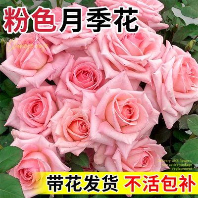 粉色月季花艾莎戴安娜伊芙蔷薇大