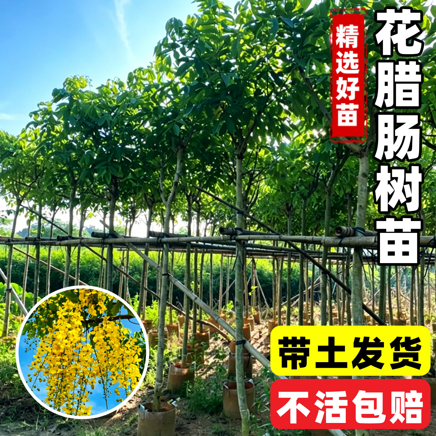 泰国国花腊肠树苗垂丝黄花阿勃勒绿化庭院风景树黄金雨金链花树苗