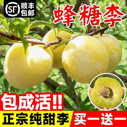 蜂糖李子树苗嫁接特大晚熟脱骨青