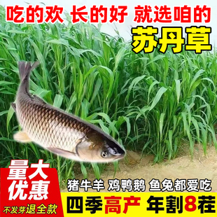 苏丹草种子养鱼专用草种高丹草籽四季猪牛羊畜牧高产再生鱼草种籽