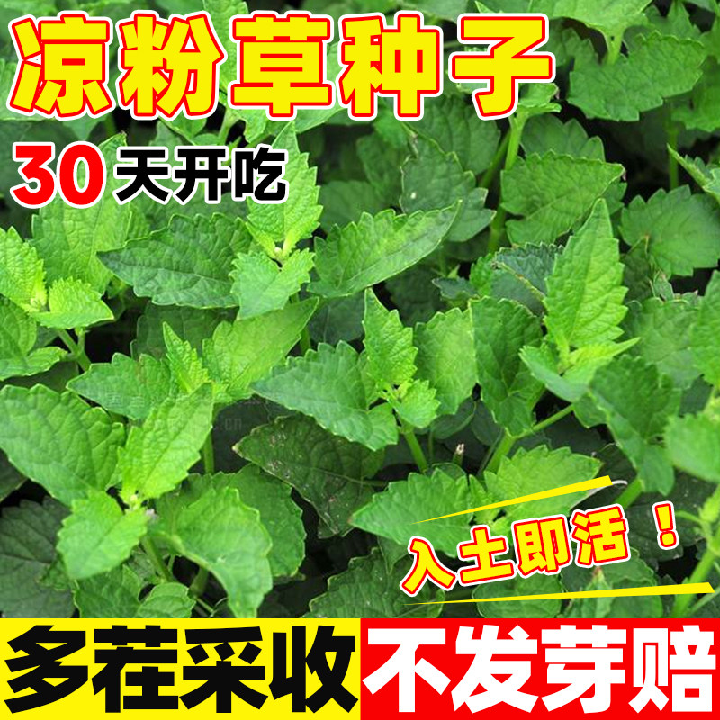 凉粉草种子四季播种黄草阳台蔬菜庭院特菜仙人冻仙草尖萼鱼种籽